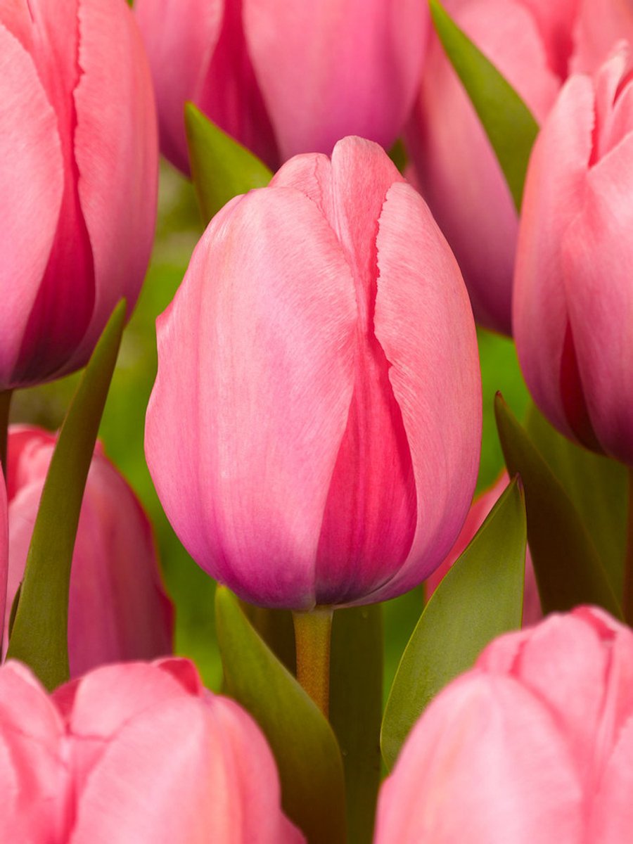 20x Tulpen 'Pink impression' - BULBi® Bloembollen met bloeigarantie