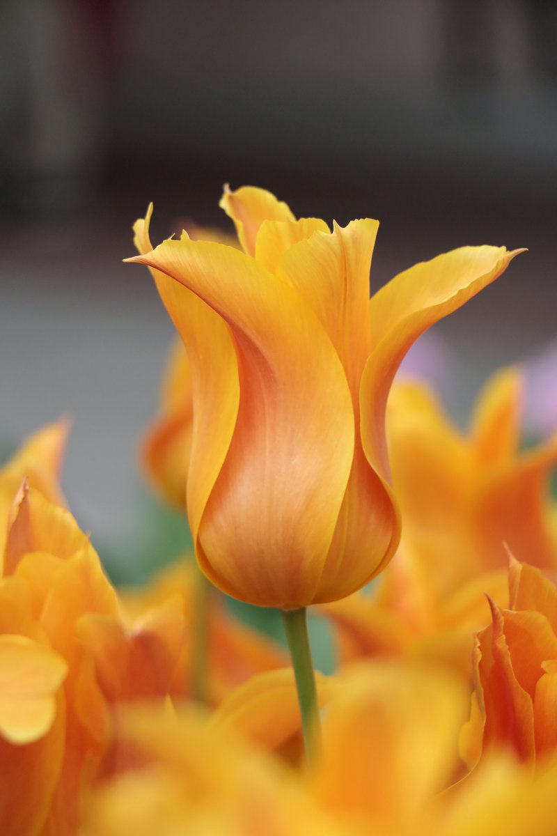 20x Tulpen 'Ballerina' - BULBi® Bloembollen met bloeigarantie