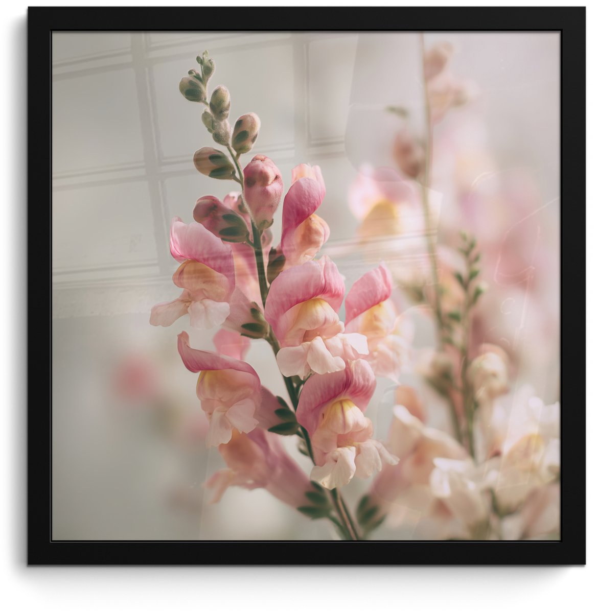 FrameYourWall Poster in lijst - Fotolijst 40x40 cm - Posters - Bloem - Leeuwenbek - Roze - Stengel - Posterlijst zwart - Decoratie - Wanddecoratie woonkamer - Muurdecoratie slaapkamer