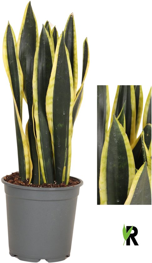 Sansevieria Orient Night 65 cm – Kamerplant – Vers Van De Kweker – Potmaat Ø21 cm
