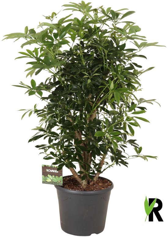 Schefflera Arboricola Compacta vertakt 135 cm – Kamerplant – Vers Van De Kweker – Potmaat Ø35 cm
