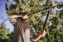 Man met Fiskars L77 takkenschaar in een boom, knipt dikke takken.