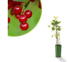 Rode bes - Aalbes - Ribes rubrum Jonkheer van Tets