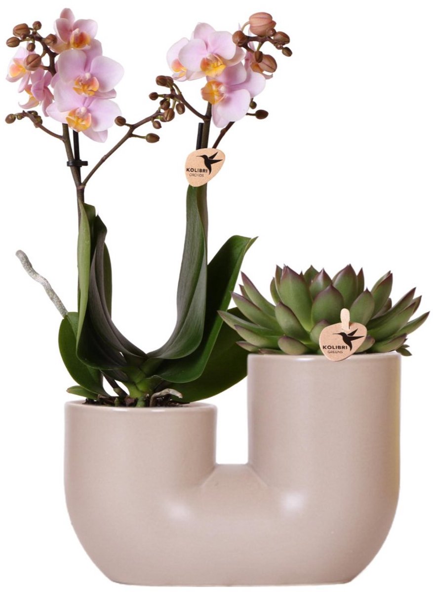 Kolibri Orchids | Set van roze orchidee Andorra en Succulent in Tube sierpot Sand - potmaat Ø9cm | bloeiende kamerplant - vers van de kweker