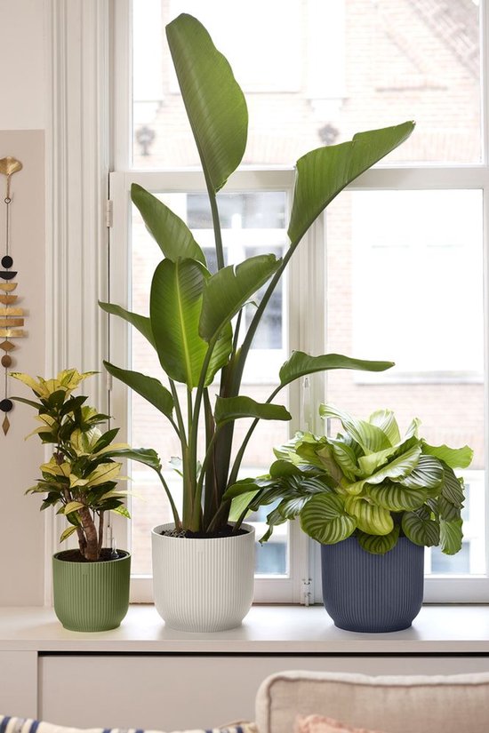Planten in potten bij een raam. Een groene pot links, een witte pot in het midden en een donkerblauwe pot rechts.