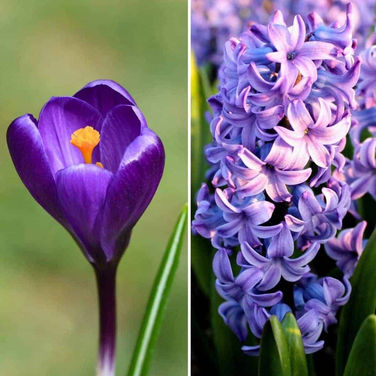 Hyacintenbollen & Krokusbollen Blue and Purple - 30 bloembollen - mix blauw/paars, geurend, voorjaarsbloeier, winterhard - direct van de kweker - Flowerbulbs Amsterdam