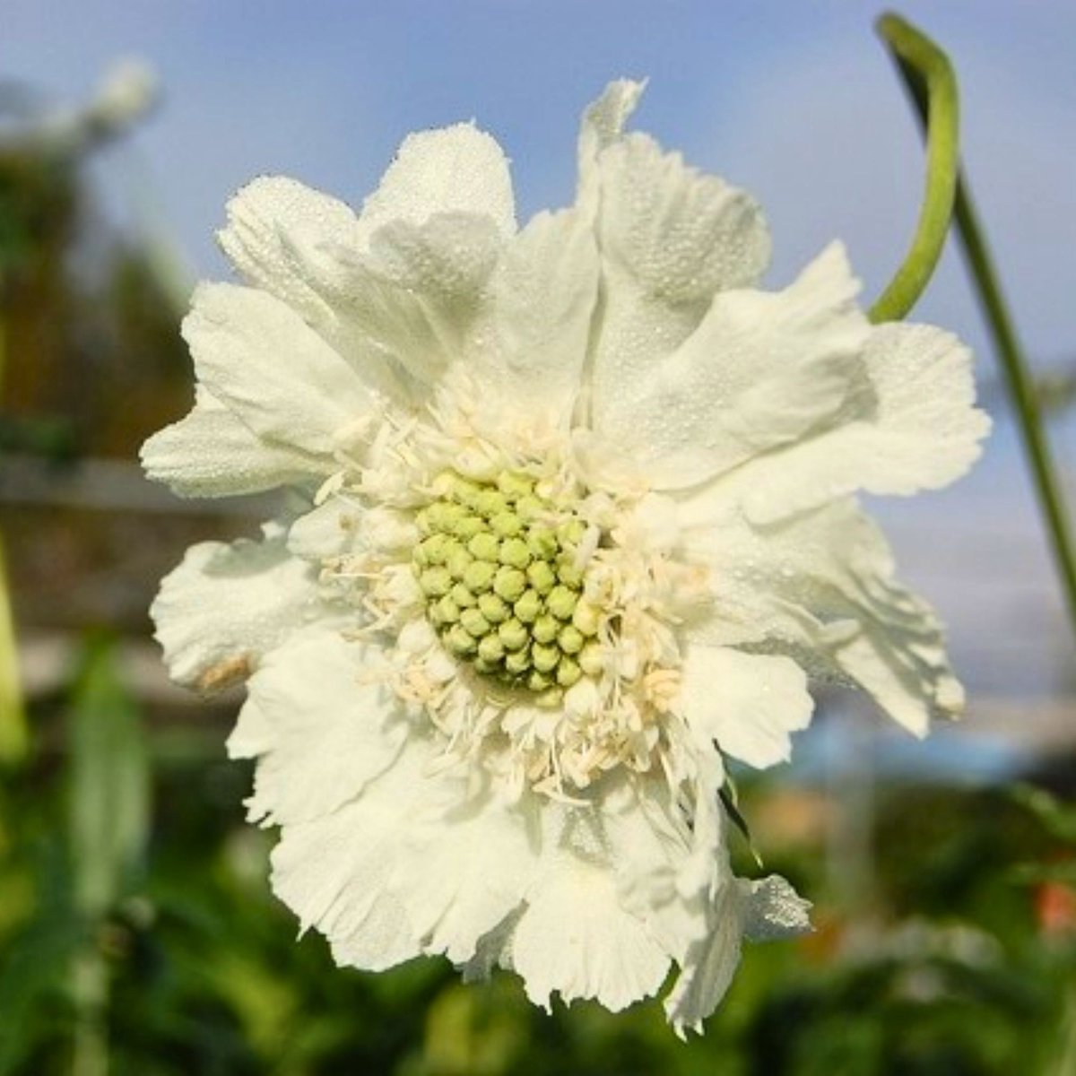 Duifkruid (Scabiosa Caucasica) - Alba - (Driepack) - Vaste planten - Bijen-Vlinders - Snijbloemen - Zomerbollen - Voorjaarsbollen