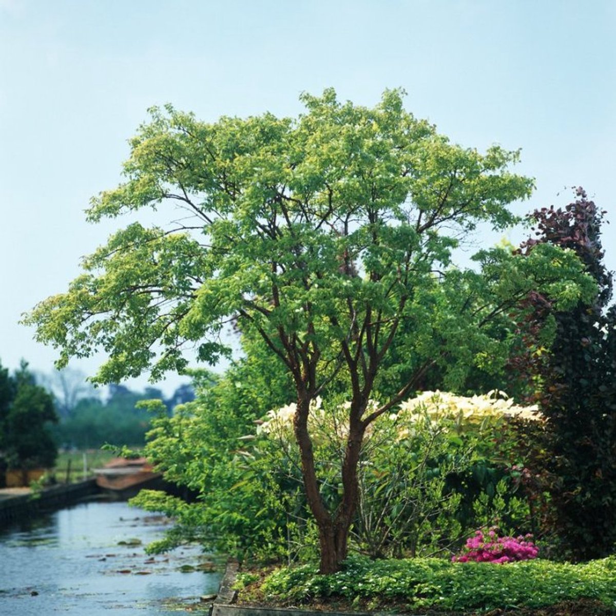 Acer griseum C7.5 80-100 cm
