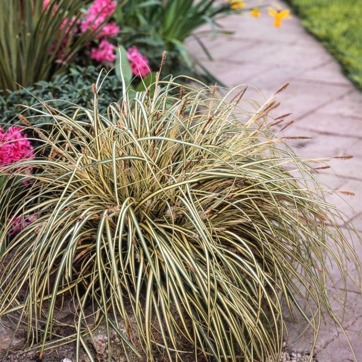 Plants Online BV - Planten - Tuinplanten - Siergrassen - Set van 1 - Zegge 'Evergold'