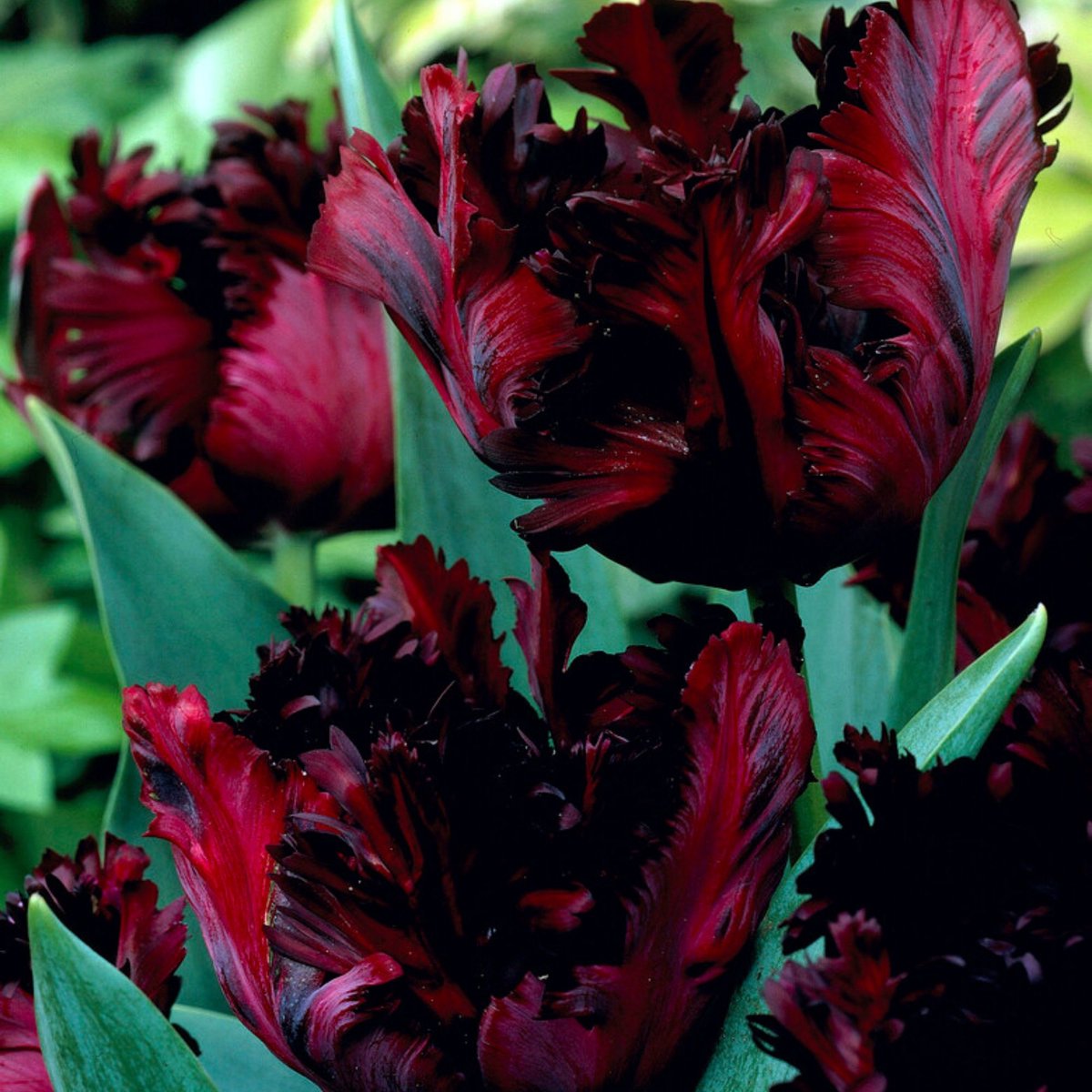 Tulp (Tulipa) - Black Parrot - Snijbloemen - Voorjaarsbollen - bloeit in April / Mei