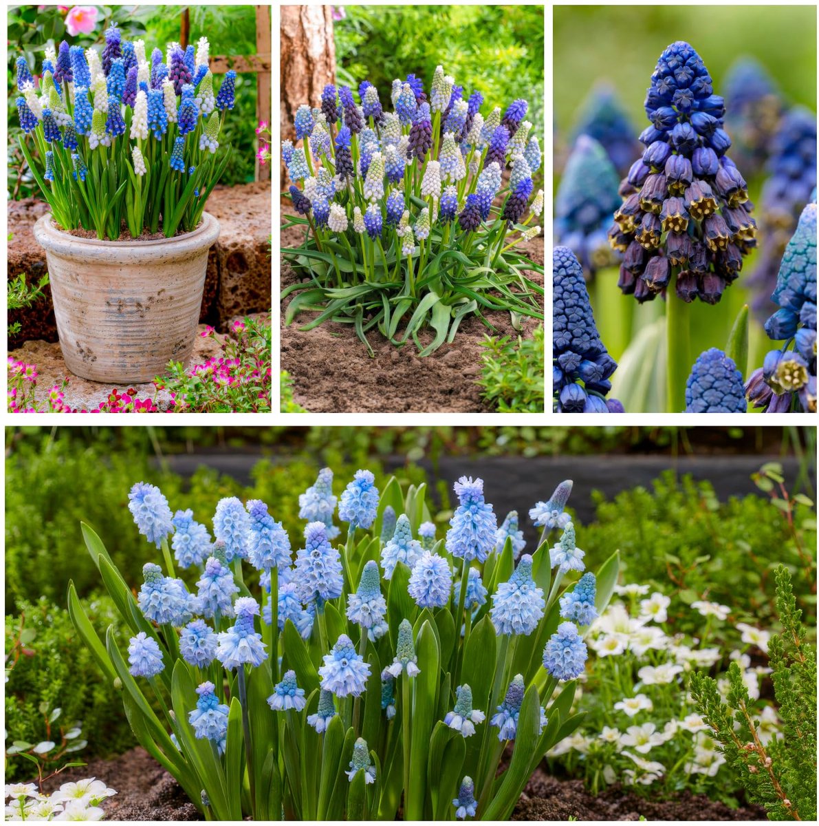 Blauwe Druifjes Bloembollen Winterhard - Super Collectie Mix - 50 stuks - Meerkleurig - Muscari Bloem bollen - Druifhyacint Mix Meerjarig