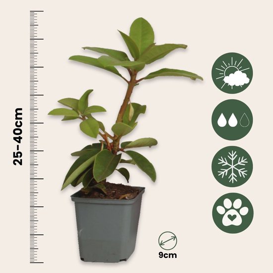 PLANT IN A BOX - Rhododendron Mix - Set de 3 Rhododendron - Pot ⌀9 cm - Hauteur ↕ 20-30 cm
