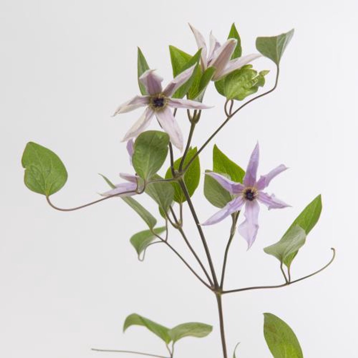 10x Clematis amazing miami 70cm