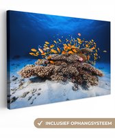 Peinture sur toile - Poisson - Corail - Water - Mer - Peinture animaux - 60x40 cm - Photo sur toile - Canvasdoek