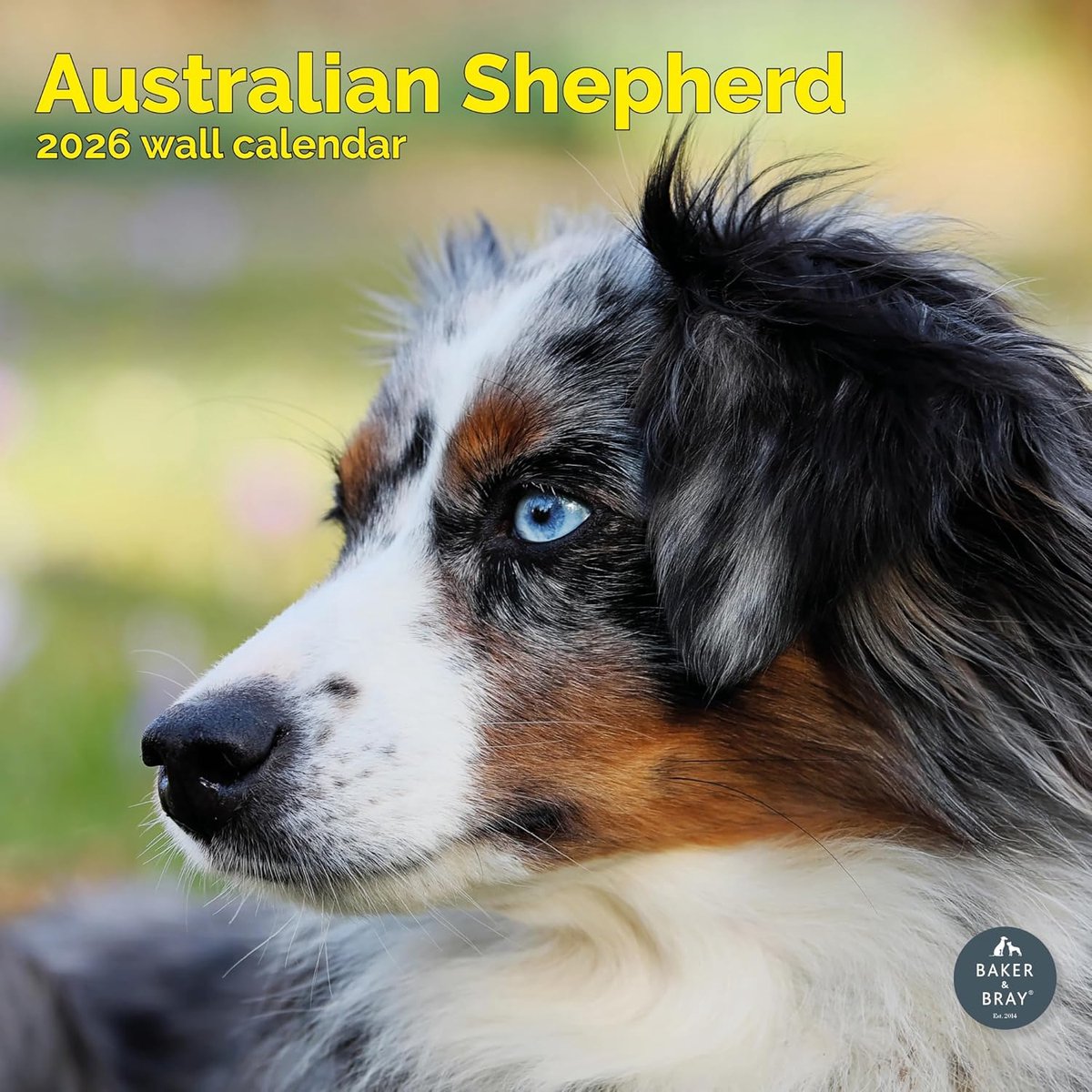 Australian Shepherd Kalender 2027