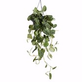 Bloomique - Scindapsus Pictus - Zilverrank - Hangplant - Ook geschikt als Klimplant - Kamerplanten - Luchtzuiverend - Gemakkelijk in onderhoud - Hoogte 20-25 cm - Pot 15 cm
