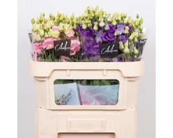 60x Eualissa mix var.(d) 70cm