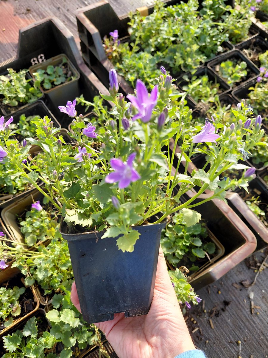 6 stuks - Campanula portenschlagiana – Klokjesbloem - winterharde bodembedekker met prachtige paarse klokjesbloemen