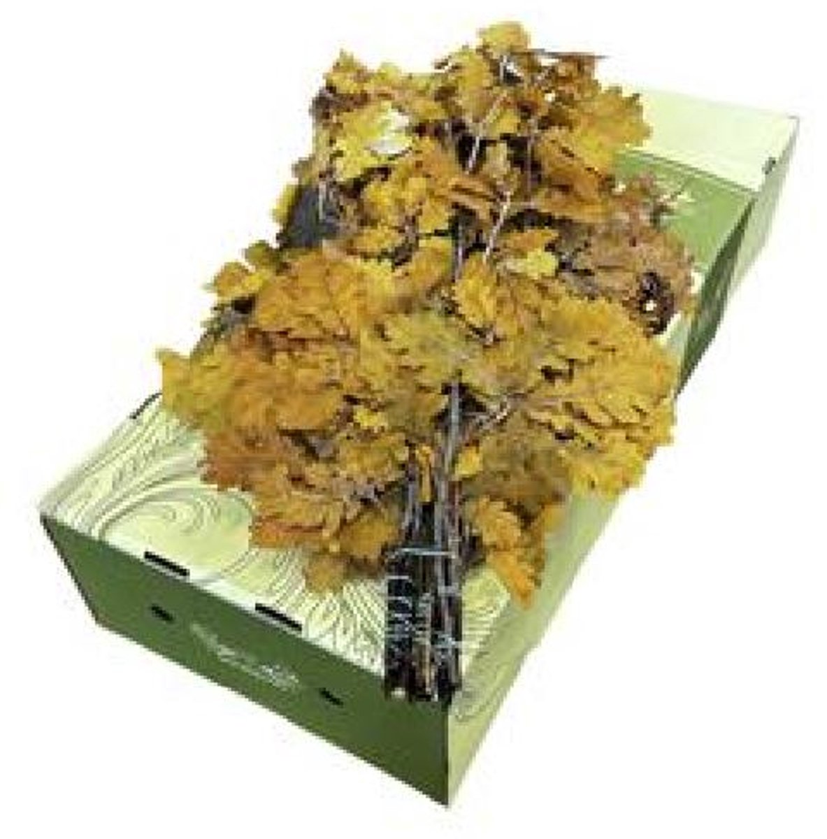 20x Sg quercus geel 60cm