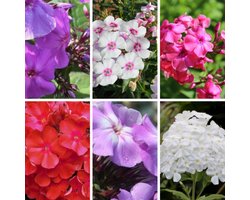Vlambloem (Phlox paniculata) - mix (Driepack) - Vaste planten - Bijen-Vlinders - Snijbloemen - Geurend - Zomerbollen
