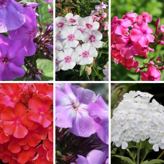 Vlambloem (Phlox paniculata) - mix (Driepack) - Vaste planten - Bijen-Vlinders - Snijbloemen - Geurend - Zomerbollen