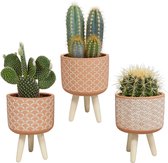Cactus mix in terracotta betonpot op 3 pootjes | 3 stuks | Ø 10,5 cm |  20 - 26 cm