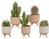 Cactus mix in terracotta betonpot op 3 pootjes | 5 stuks | Ø 5,5 cm |  8 - 13 cm