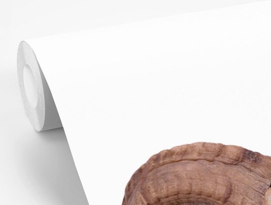 Papier peint photo vinyle - Un crâne de mouton sur fond blanc largeur 280 cm x hauteur 280 cm - Tirage photo sur papier peint (disponible en 7 tailles)