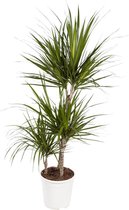 FloriaFor - Dracaena Marginata - - ↨ 105cm - ⌀ 24cm