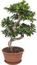 FloriaFor - Ficus Gin Seng Bonsai - - ↨ 70cm - ⌀ 27cm