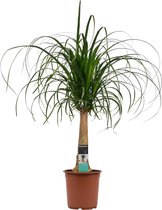 FloriaFor - Beaucarnea Recht - - ↨ 70cm - ⌀ 21cm