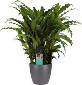 FloriaFor - Calathea Bluegrass Met Elho Brussels Antracite - - ↨ 60cm - ⌀ 17cm