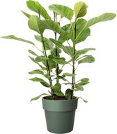 Ficus Altissima in ELHO sierpot (groen) – ↨ 105cm – ⌀ 27cm