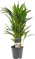 Decorum Dypsis lutescens (Areca) – ↨ 50cm – ⌀ 14cm