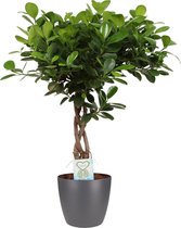 Ficus Macrocarpa Moclame Gevlochten Stam In ELHO Sierpot (antraciet) - Vers Van De Kweker - ↨ 65cm - ⌀ 18cm - [Mama's Planten]