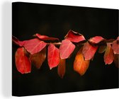 Canvas Schilderij De rode bladeren op een zwarte achtergrond - 60x40 cm - Wanddecoratie