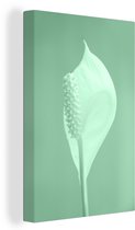 Toile végétale d'Eucalyptus vert menthe 2cm