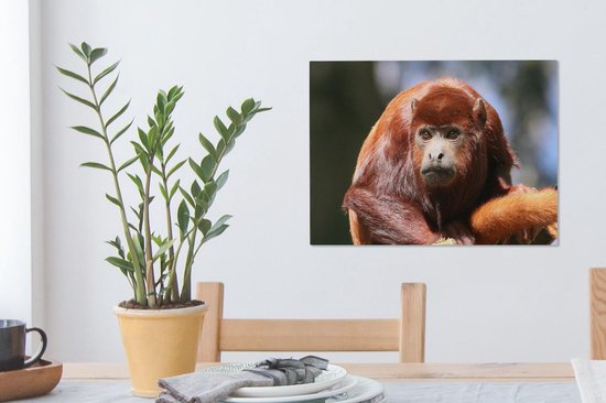 Gros plan singe hurleur rouge 40x30 cm - petit - tirage photo sur toile (Décoration murale salon / chambre) / animaux sauvages Peintures sur toile