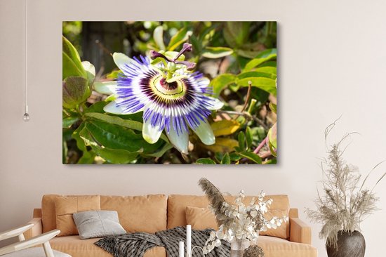 Tableau sur toile Gros plan d'une fleur de la passion violette - 150x100 cm - Décoration murale