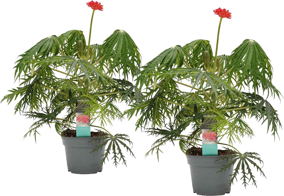 bol.com | Mama&amp;#39;s Planten - Jatropha Multifida - Koraal Plant - 2 Stuks ...