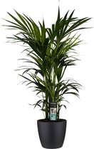 Decorum Kentia Palm - Kamerplant - Met Elho® Brussels Bloempot Zwart - 120cm