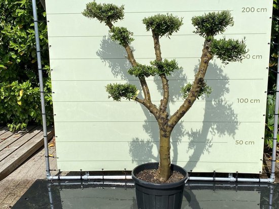 Japanse tuin ideeën + foto's van onze kleine Japanse tuin 18 Olijfboom PomPon - Olea Europea - ca. 200cm