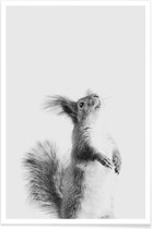 JUNIQE - Poster Red Squirrel III -30x45 /Grijs