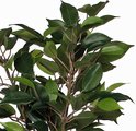 Gedetailleerde close-up van de donkergroene, glanzende bladeren van een Ficus Natsja kunstplant.