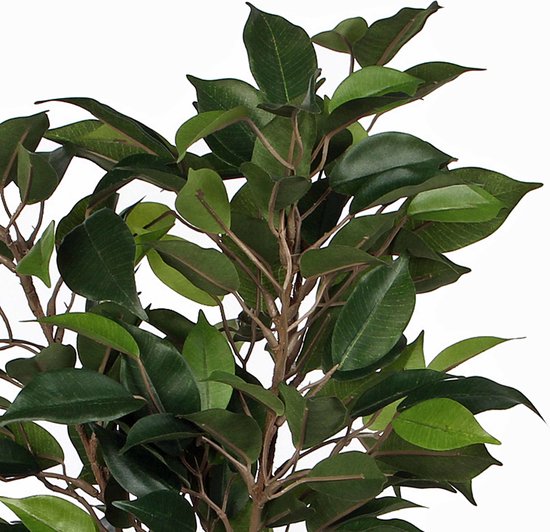 Gedetailleerde close-up van de donkergroene, glanzende bladeren van een Ficus Natsja kunstplant.