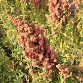 Quinoa zaden (biologisch)