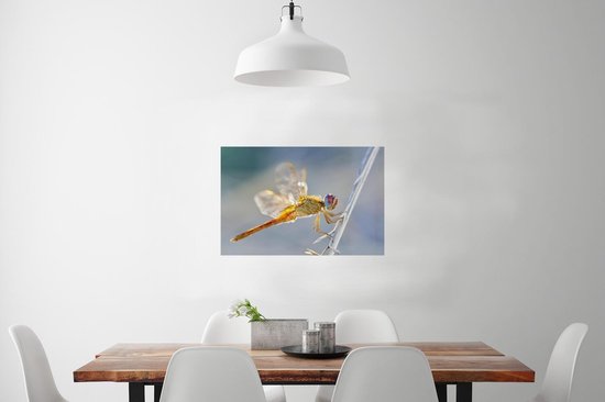 Poster Libelle aan een spriet in Camargue - 60x40 cm