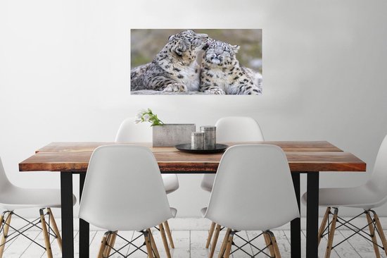 Snow leopard lécher son enfant poster papier 60x40 cm - Tirage photo sur Poster (décoration murale salon / chambre) / Poster Animaux sauvages