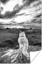 Poster Wolf uitkijkend over landschap in zwart-wit - 20x30 cm