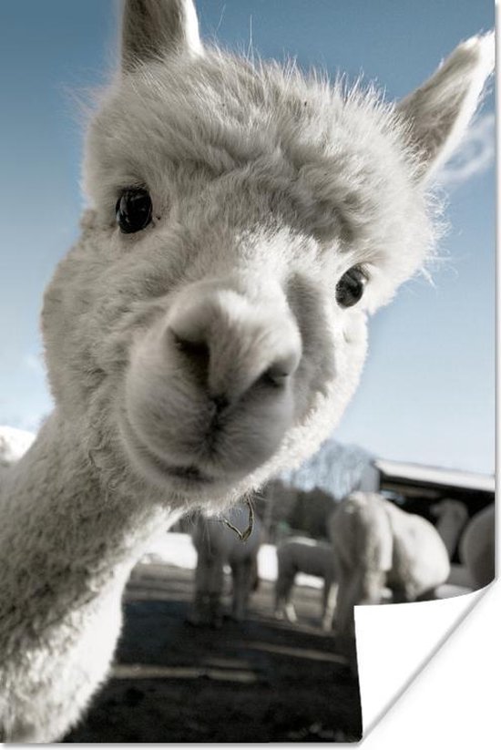 Poster - Baby alpaca kijkt in de camera